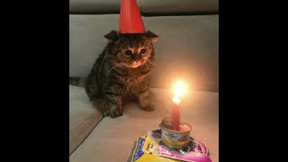 Cover art for pomf bird day