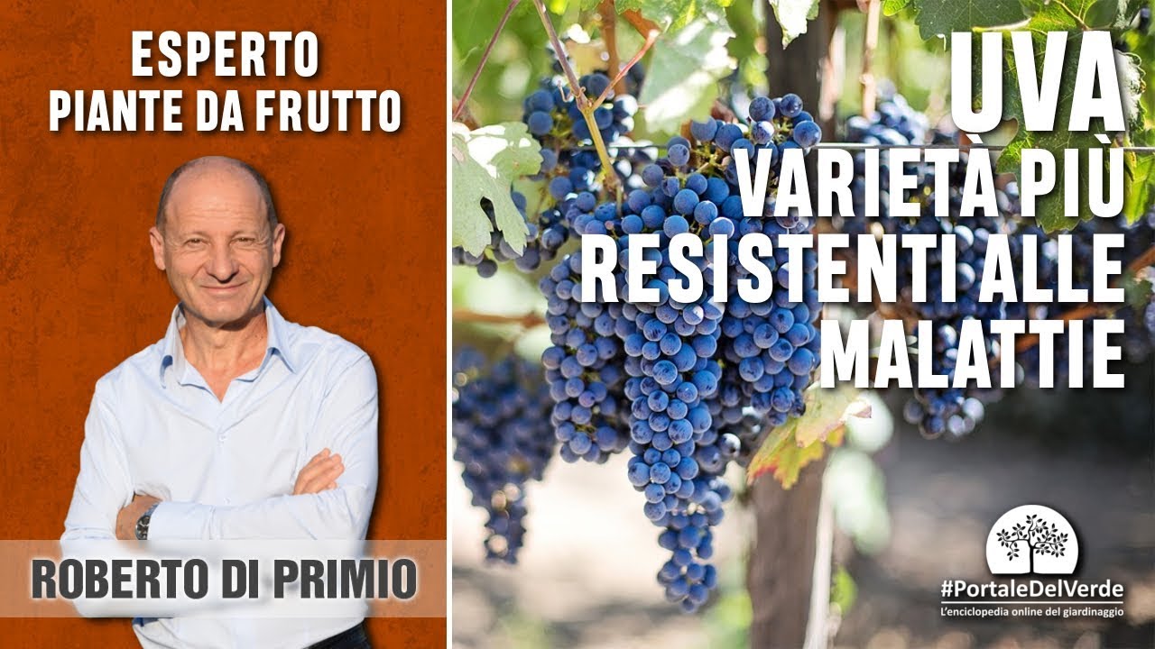 Quali sono le varietà di uva resistenti alle malattie