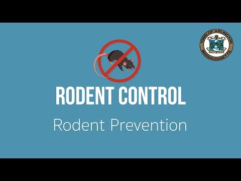 Rodent Control and Prevention in Arlington, MA - Ep. 1