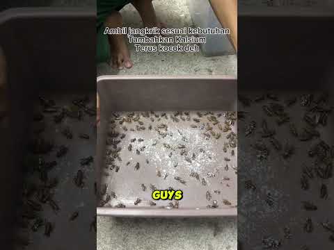 Cara Kasih Gutload dan Kalsium