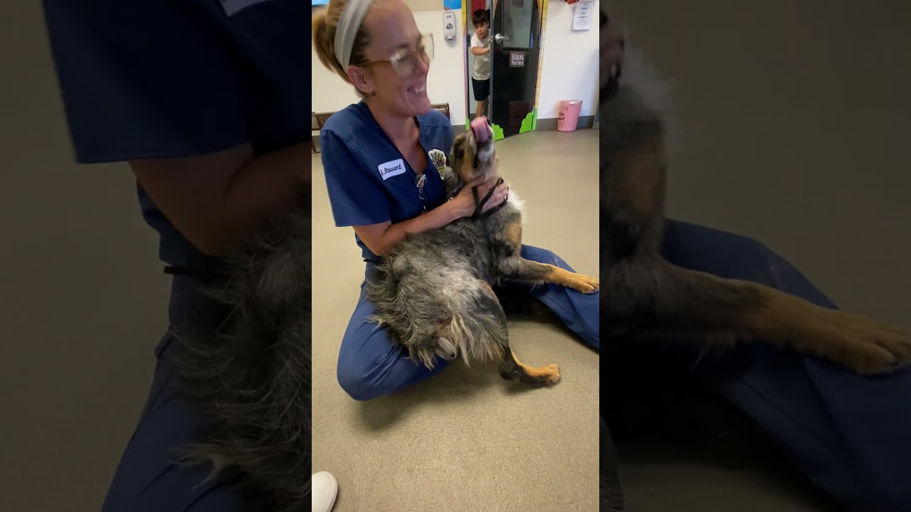 JESSIE, an adopted Australian Shepherd in Sunset Beach , CA video 1/4