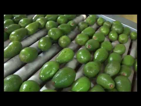Avocado Grading Line - Lateral Discharge
