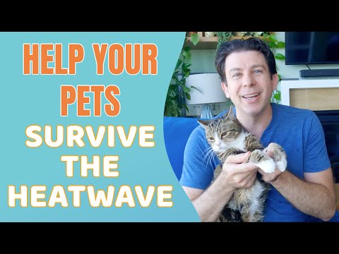 How to help your pets survive a heatwave