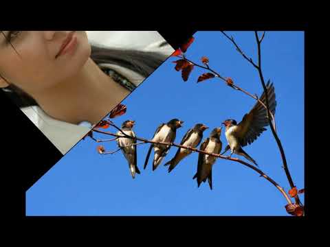 "Qaldirgʻoch", (Ласточка), Fahriddin Umarov ijodini eng birinchi ashulasi.