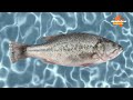 SpongeBob SquarePants SpongeTom ShortPants Intro German