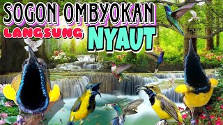 Download lagu TERAPI BURUNG SOGON OMBYOKAN AGAR LANGSUNG BUNYI❗sogon bahan dijamin langsung nyaut mp3