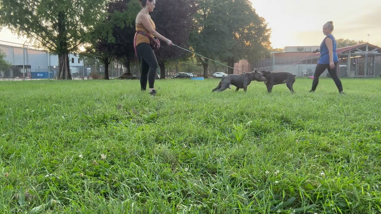Cousteau's Leash Test