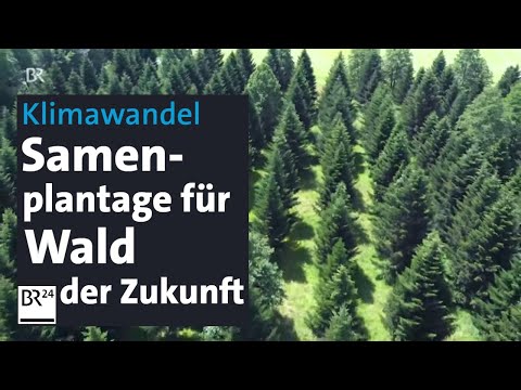 Klimawandel: Samenbanken für Wälder der Zukunft | Abendschau | BR24