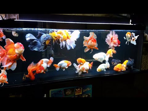 Wow super beautiful goldfish in tank