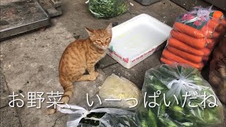 上海ド・ローカルな裏路地の野菜屋で暮らす茶トラ君に、毎朝のご挨拶。