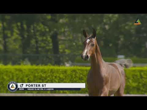 9. Porter ST by Grand Slam VDL and Landos, colt, born 17-04-2020