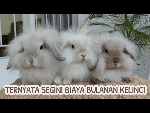 , title : 'BERAPA BIAYA MEMELIHARA KELINCI?'