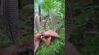 Räuchern für Körper und Geist