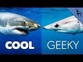 Do Sharks Have Personalities? 