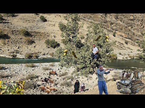🐦Nomadic life | Skillfully hunting a few partridges with a rifle and picking wild acorns from trees