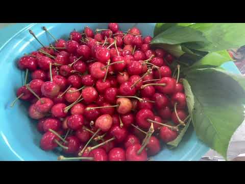 FIRST CHERRY HARVEST | ROBINA’S CUISINE