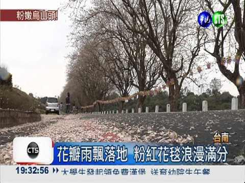 烏山頭風景區 粉櫻綻放繽紛浪漫