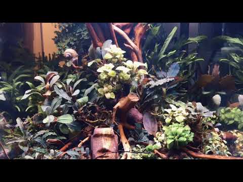 My LostWorld Nano Tank Aquarium - Natural Rich Mix Cubic 30 Tank Wood Style