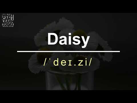 How to pronounce the word "Daisy"