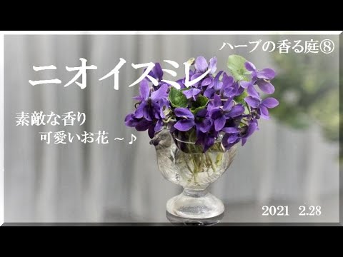 香りのよいスミレ 植物
