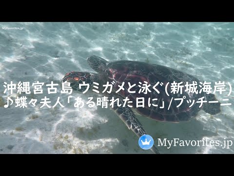 [4K] Nadando com tartarugas marinhas na costa Shinshiro de Miyakojima, Okinawa ♫ Madame Butterfly “One Sunny Day”/Puccini
