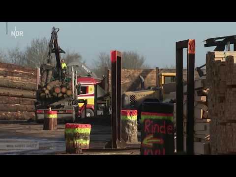 Holzverarbeitung: Vom Baum zum Brett