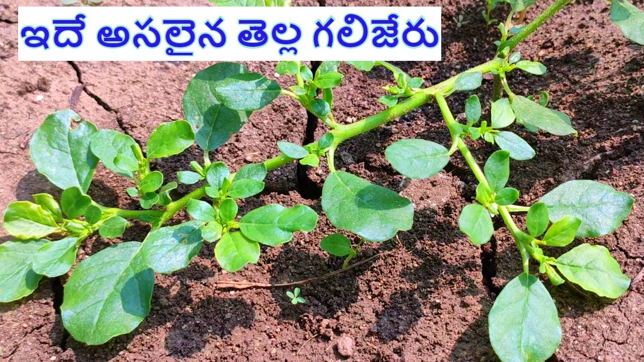 తెల్ల గలిజేరు గురించి మీకు తెలుసా || tella galijeru uses in telugu