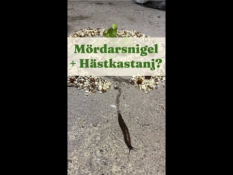 Mördarsnigel + hästkastanj? - Trädgårdshacks med GardenR