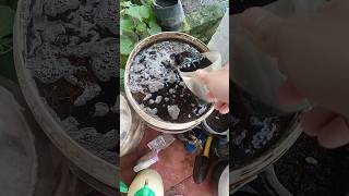 Download lagu Jakaba Hasil Fermentasi dari Kohe Kambing dan Kulit Pisang Yang dicampur Asam Humat #gardening mp3