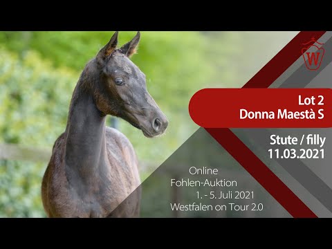 "Westfalen on Tour 2.0"-Auktion - Lot 2 Donna Maestà S v. Diacontinus - Qutina Real