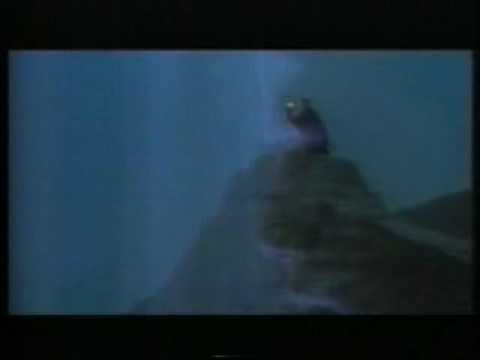 Michael Flexig with Zeno : A little More Love