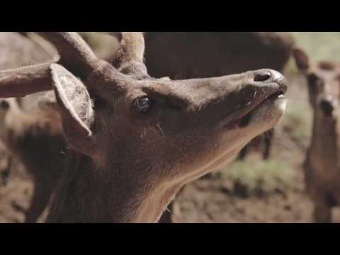 CUPUMANIK - Syair Manunggal ( Official Music Video )