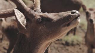 Download lagu CUPUMANIK - Syair Manunggal mp3