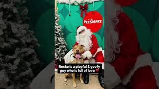 Video preview image #1 Boxer-Staffordshire Bull Terrier Mix Puppy For Sale in Chandler, AZ, USA