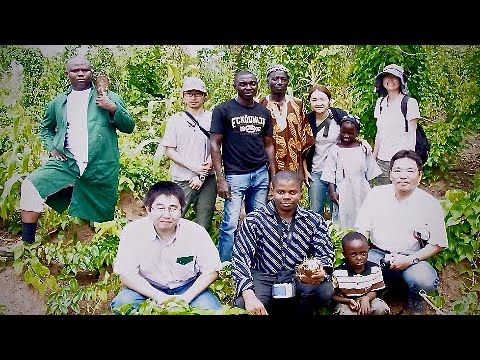 アフリカの主食の一つヤムイモから世界初の細菌！？
