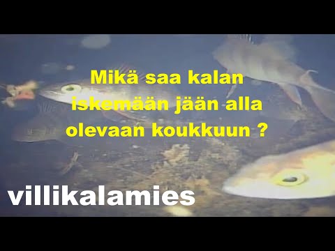 Pilkkimisen perusteita