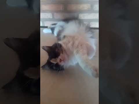 Miúda sleeping on a hot day, but wishing everyone a happy 2026. #cat #cute #petsfofinhos #kitten