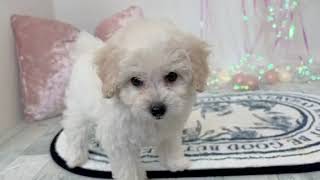 ハーフ犬の動画01