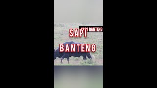 Download lagu sapi banteng #banteng #shorts #sapi @Peternak_sapi mp3