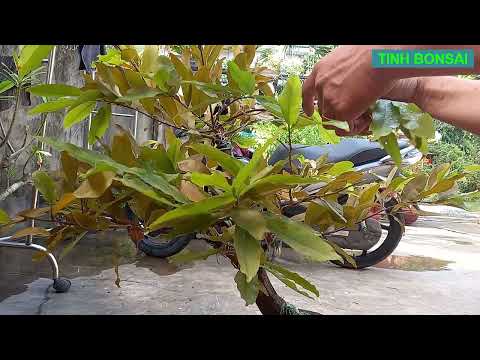 Hậu Quả Của Nhện Đỏ Tấn Công Mai Vàng