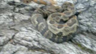 preview picture of video 'Wild Timber Rattlesnake found in Pennsylvania (Read Description)'