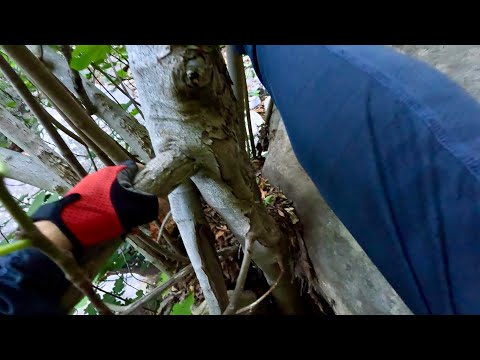 Santa Barbara’s Beautiful Rattlesnake Canyon | a forested oasis with flowing water | wild exploring