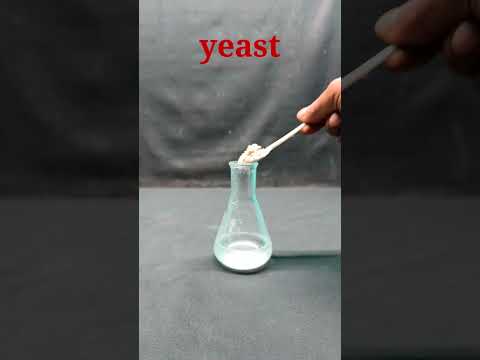 The reaction between sugar and yeast #shorts #psychoscientist