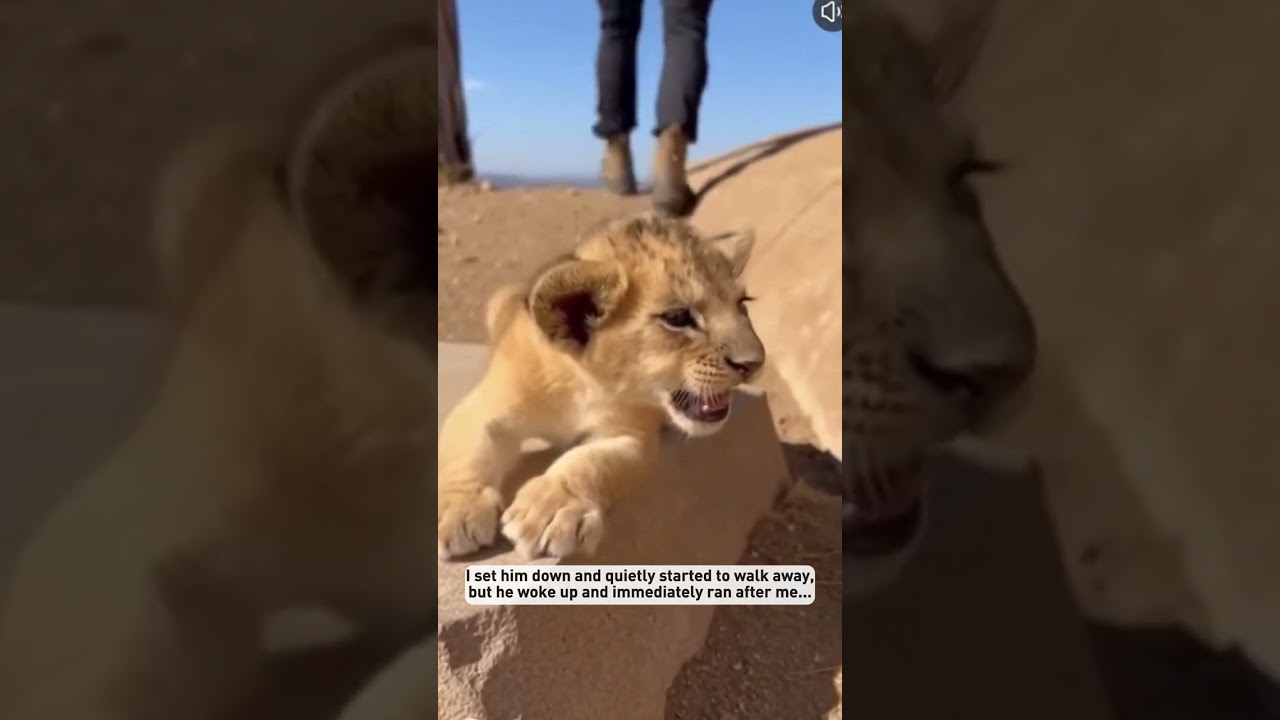 I found a tiny lion cub dangling over a ravine...#shorts