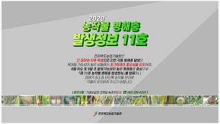 2020년 농작물 병해충 발생정보 11호 발표