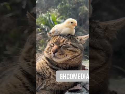 Go and ask your grandfather #comedy