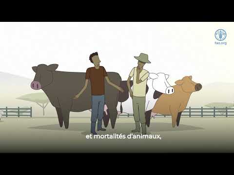 Ce que vous devez savoir sur la fièvre de la vallée du Rift