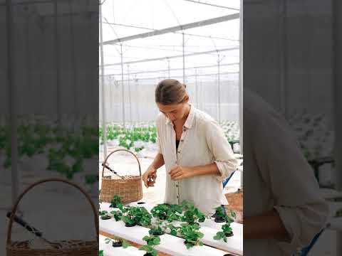 গ্রীন ওয়ান। #agriculture #farming #green1 #smartagri #shorts