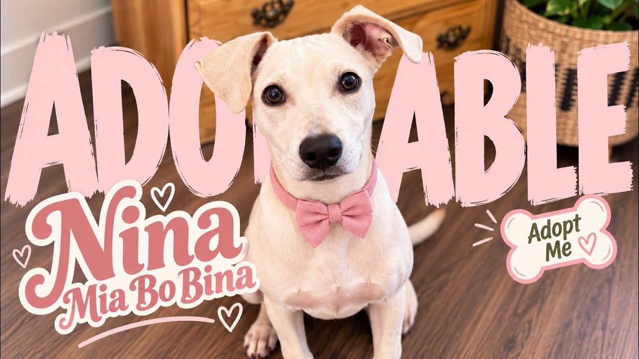 Enlarge Nina Mia Bo Bina, a Adoptable mixed breed in Friendswood, TX video 6/6