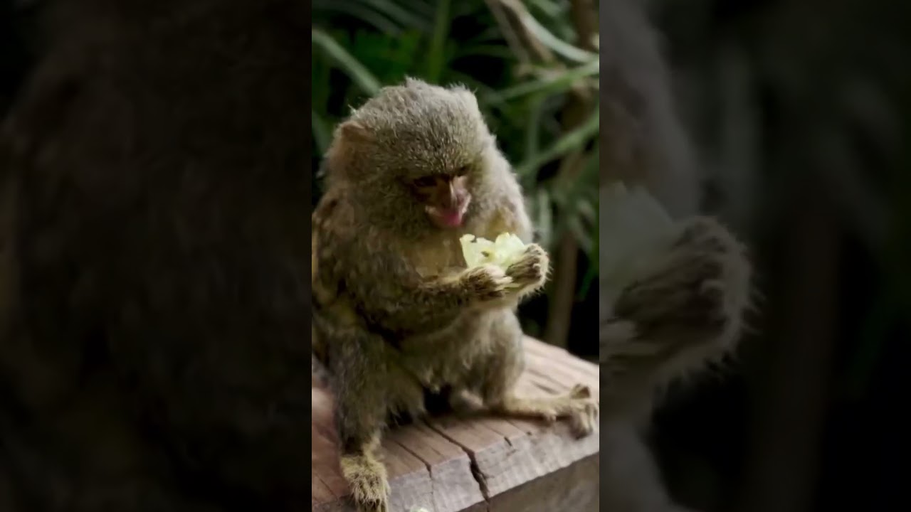 En Bolivia se encuentra el mundo más pequeño del mundo